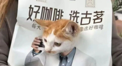 古茗“霸总猫猫”爆火！抢吴彦祖风头？