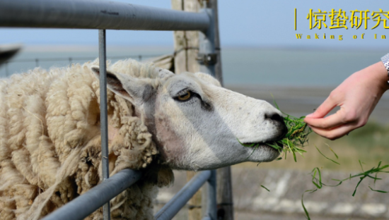 315洞察丨认养骗局卷土重来：老套路为何总有人上当？