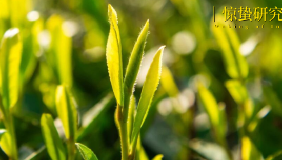 想尝尝时间的味道，年轻人涌入春茶直播间