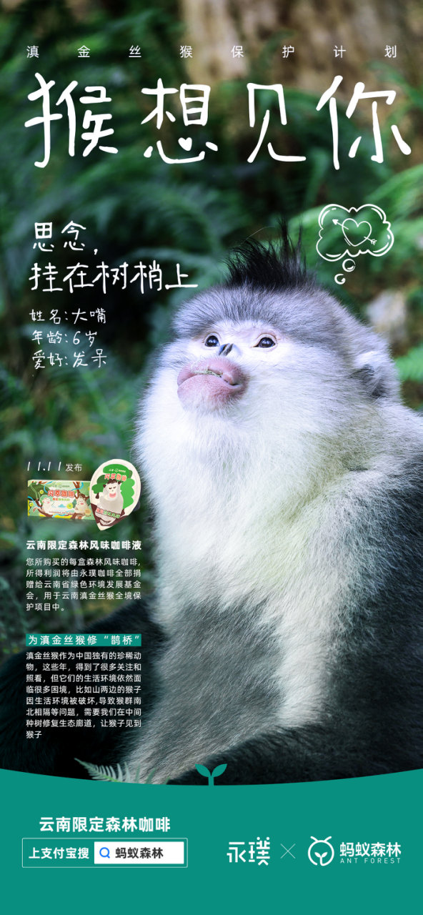 永璞咖啡×蚂蚁森林给滇金丝猴办了一场相亲大会