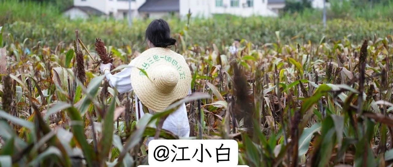 爆梗不断的评论区，品牌营销的新场域