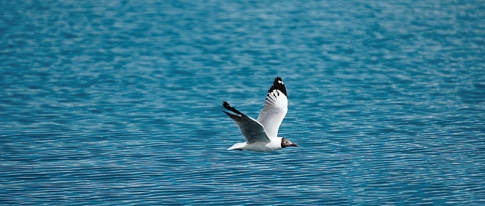 哈哈哈！这文案谁写的，我笑了3天