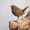 Wren
