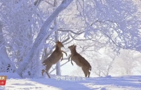 120天记录长白山生态雪景，帧帧可作壁纸！农夫山泉TVC美到屏息