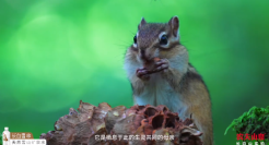 谁能想到“动物世界”竟是矿泉水广告？！