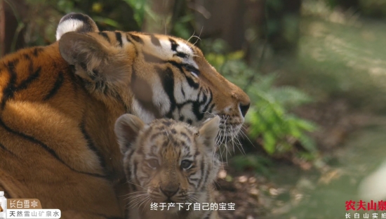 农夫山泉母亲节创意广告：看长白山的动物们如何花式带娃？