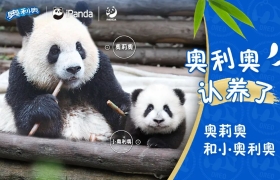 奥利奥与熊猫联动，会起怎样的化学反应？