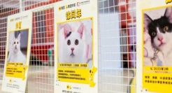 打造【流浪猫安家计划】，美团外卖拓展公益新边界