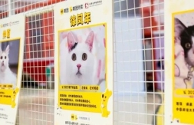 打造【流浪猫安家计划】，美团外卖拓展公益新边界