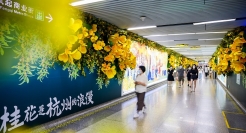 网易严选沉浸式地铁艺术展：桂花是杭州的浪漫