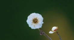 新年文案，8组创意