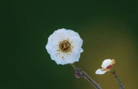 新年文案，8组创意