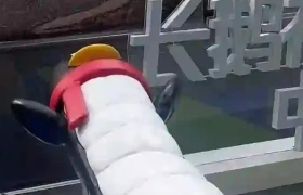 腾讯“12块腹肌”长鹅，又来搞事了！