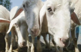 不敢想，高德一口气拍了四部公路片