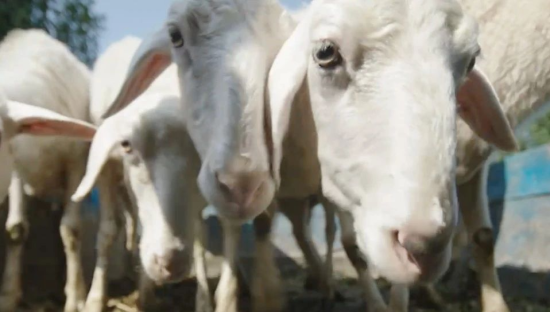 不敢想，高德一口气拍了四部公路片