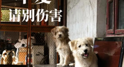 一点点为流浪动物发声？网友：配享太庙
