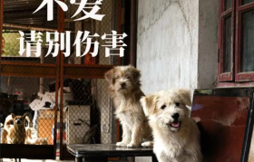 一点点为流浪动物发声？网友：配享太庙