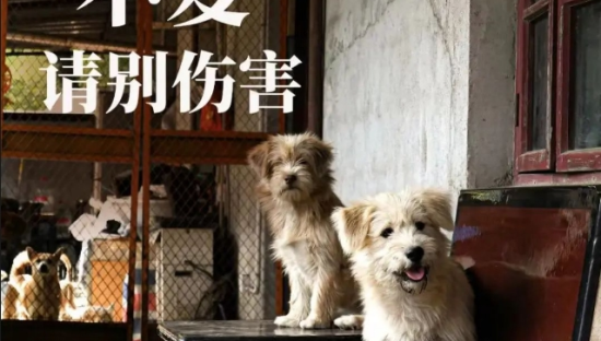 一点点为流浪动物发声？网友：配享太庙