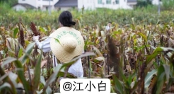 爆梗不断的评论区，品牌营销的新场域