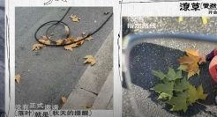 小红书新文案，怎么写风、落叶和秋天