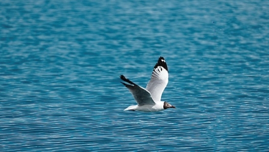哈哈哈！这文案谁写的，我笑了3天