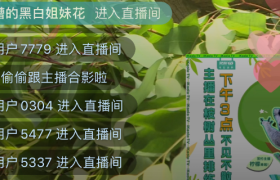 考拉海购直播考拉，动物主播卖萌不卖货