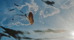 三得利天然水×宇多田光：走进水源地，享受大自然的治愈