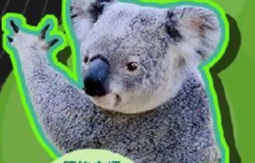 阿里动物园真实版“考拉”主播出道，突破直播营销套路！