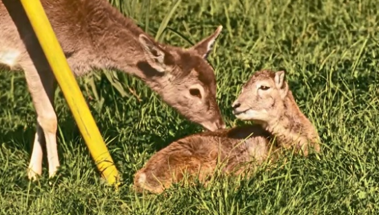 GUCCI早秋系列广告：和动物们一起愉快玩耍