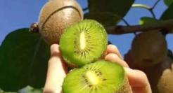 阿里宣布重启“春雷计划”开启首届水果节助农兴农