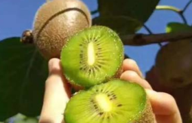 阿里宣布重启“春雷计划”开启首届水果节助农兴农