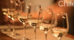 智利国家馆重磅入驻京东超市 葡萄酒全球产区联盟扩至12国