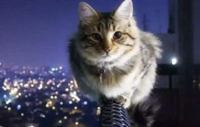 “云养猫”太费钱？6000多人被骗得血本无归！