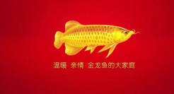 千亿粮油“巨无霸”金龙鱼IPO在即！拆解“国民第一油”的崛起方法论