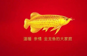 千亿粮油“巨无霸”金龙鱼IPO在即！拆解“国民第一油”的崛起方法论