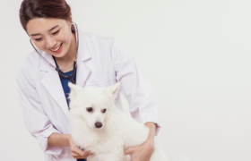 “铲屎官”能供养出一个萌宠版“京东”？