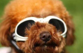 宠物食品龙头乖宝宠物启动上市：携旗下麦富迪品牌做精泛娱乐营销