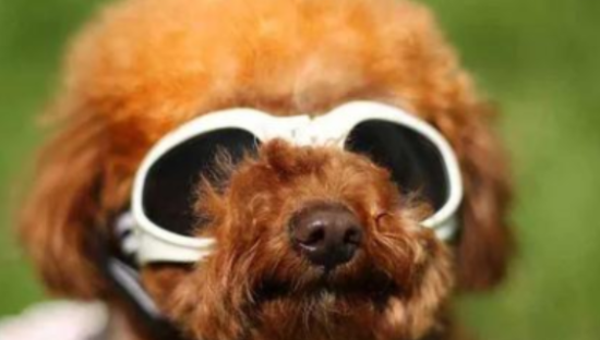 宠物食品龙头乖宝宠物启动上市：携旗下麦富迪品牌做精泛娱乐营销