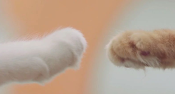 滴滴被猫入侵了？这支猫片有点萌！