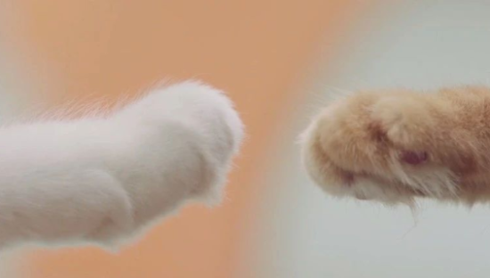 滴滴被猫入侵了？这支猫片有点萌！