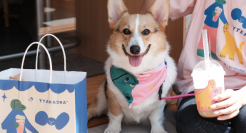 带上狗狗来喜茶「交个朋友」吧