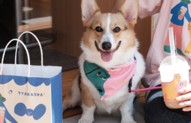 带上狗狗来喜茶「交个朋友」吧