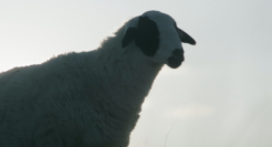 呷哺呷哺《西蒙正传》：有王家卫爱情片内味了