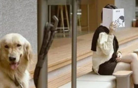 喜茶宠物友好主题店开业，场景营销“出圈”！