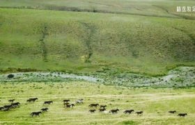 蒙牛精选牧场的秘密：中国国家地理用5分钟的纪录片告诉你