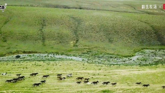 蒙牛精选牧场的秘密：中国国家地理用5分钟的纪录片告诉你