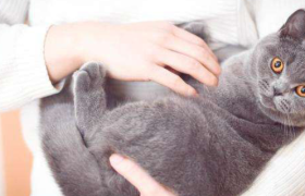 天猫双11星秀猫周边新品正式开售，吸引大批用户在线“养猫”