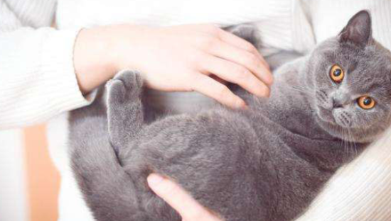 天猫双11星秀猫周边新品正式开售，吸引大批用户在线“养猫”