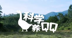 鹅厂QQ 是真的在养「鹅」！