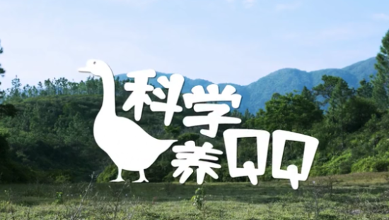 鹅厂QQ 是真的在养「鹅」！